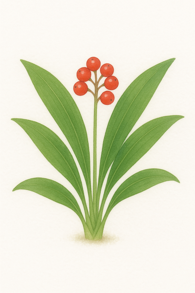 万年青（オモト／Rohdea japonica）