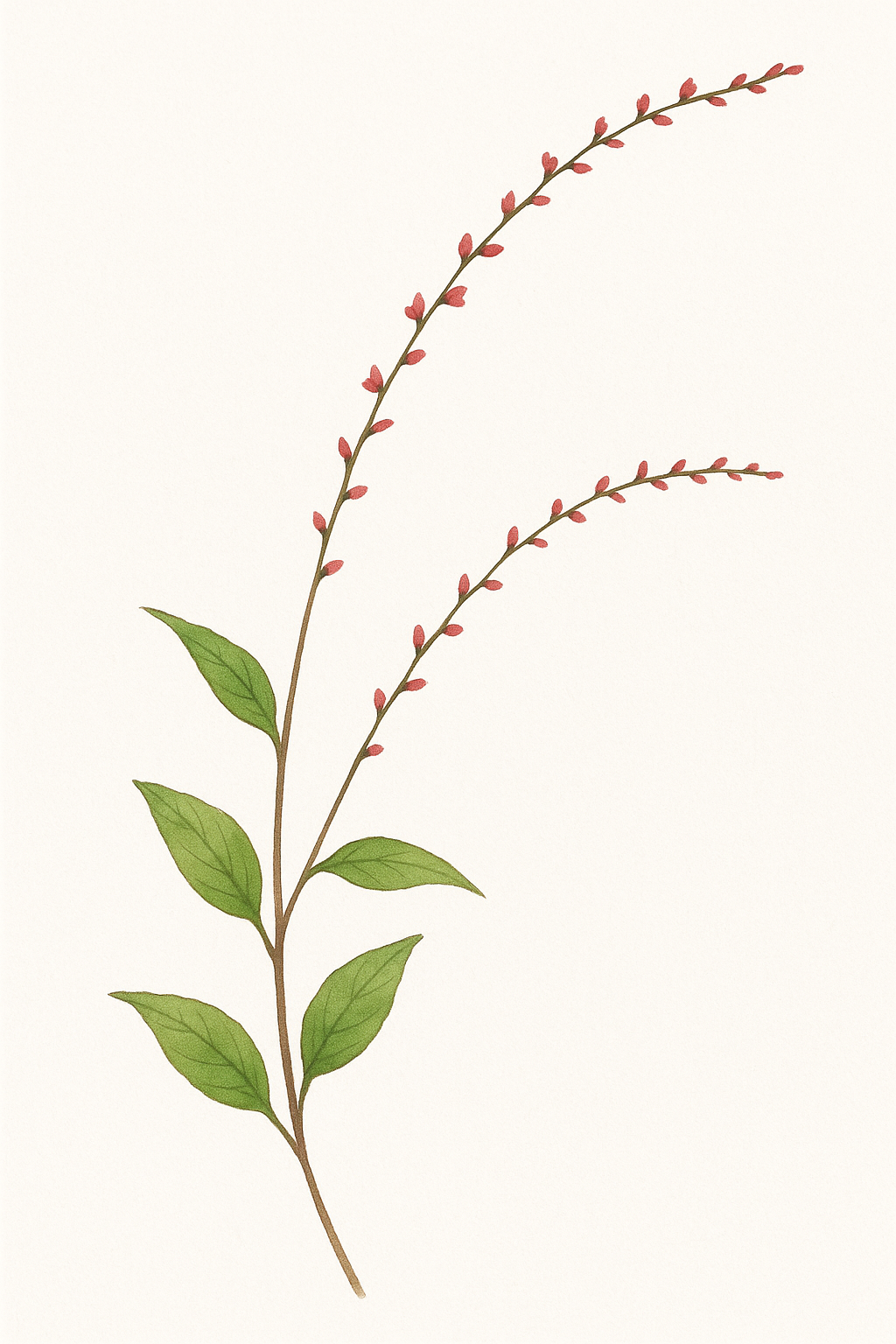 ミズヒキソウ（水引草／Polygonum filiforme）