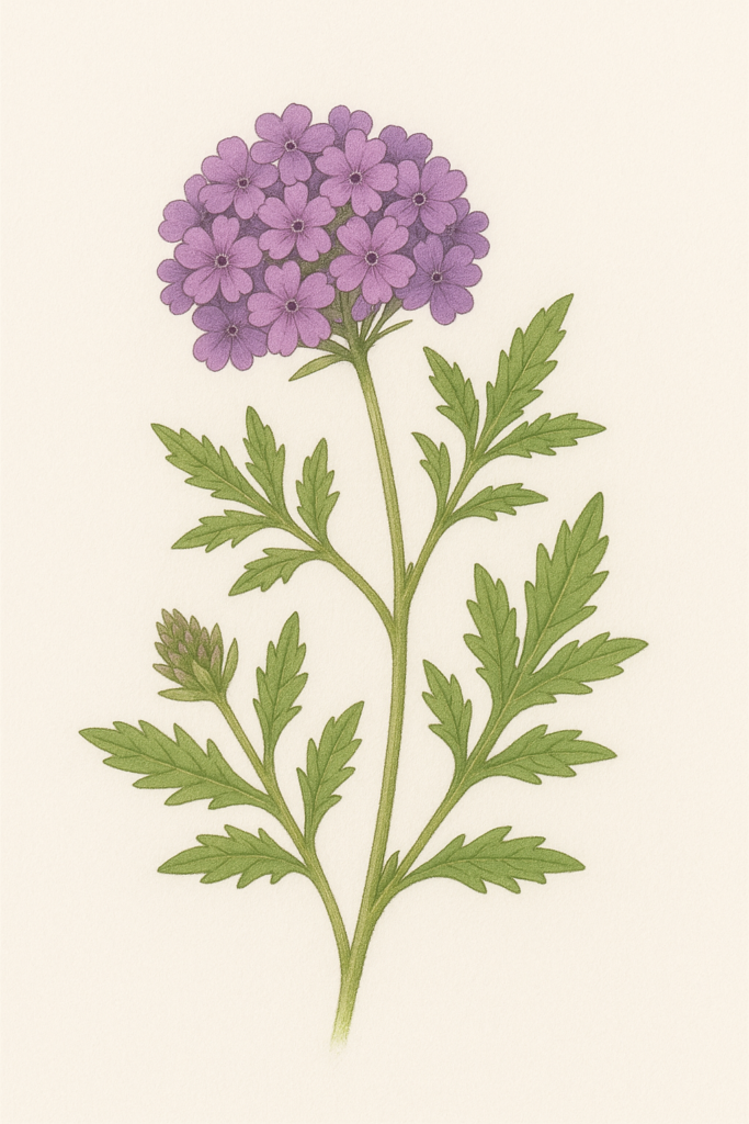 バーベナ（Verbena／美女桜）