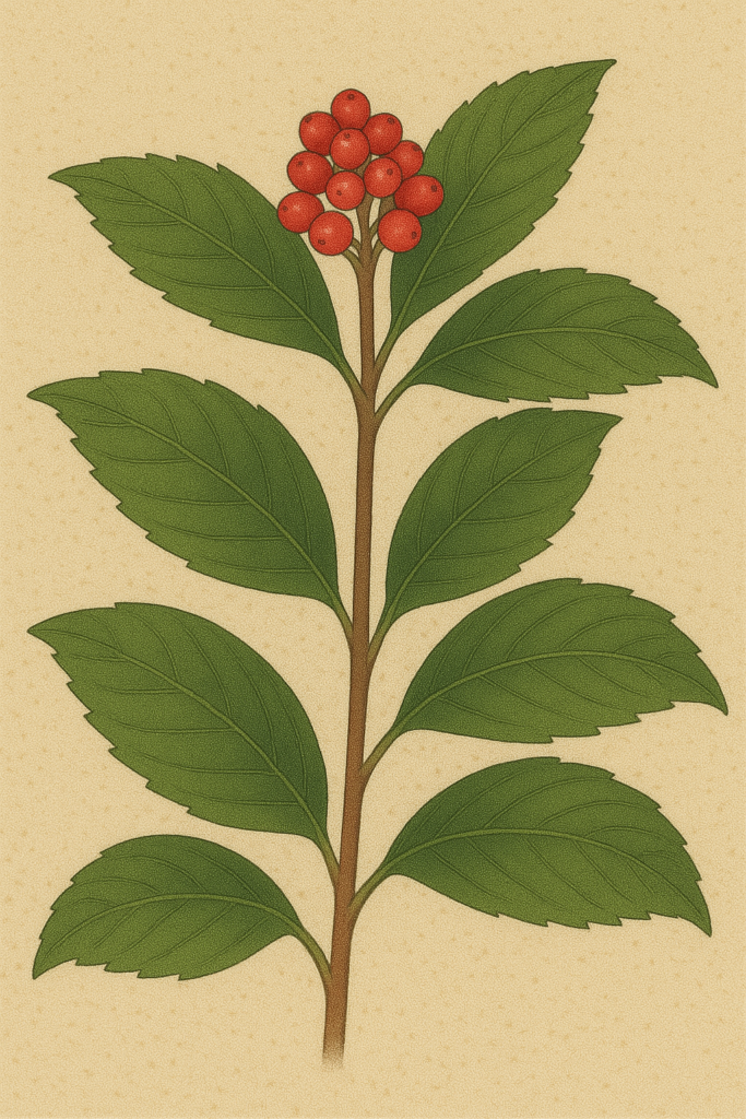 センリョウ（千両／Sarcandra glabra）