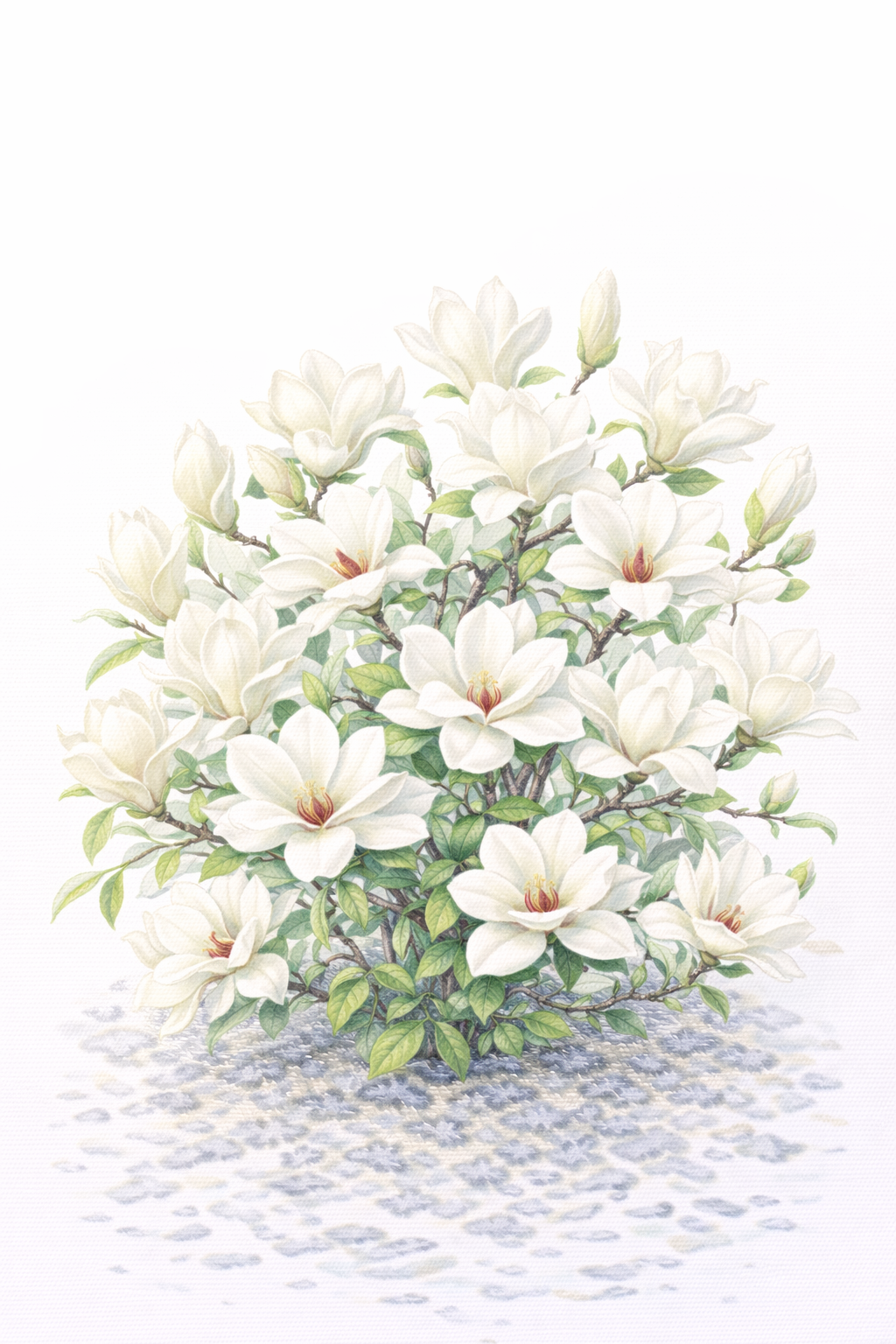 ハクモクレン（白木蓮／Magnolia denudata）