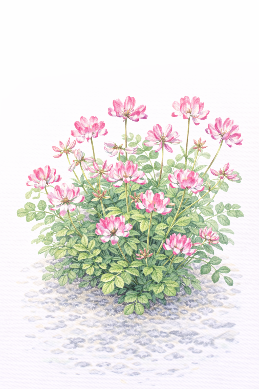 れんげ草（レンゲソウ／Astragalus sinicus）