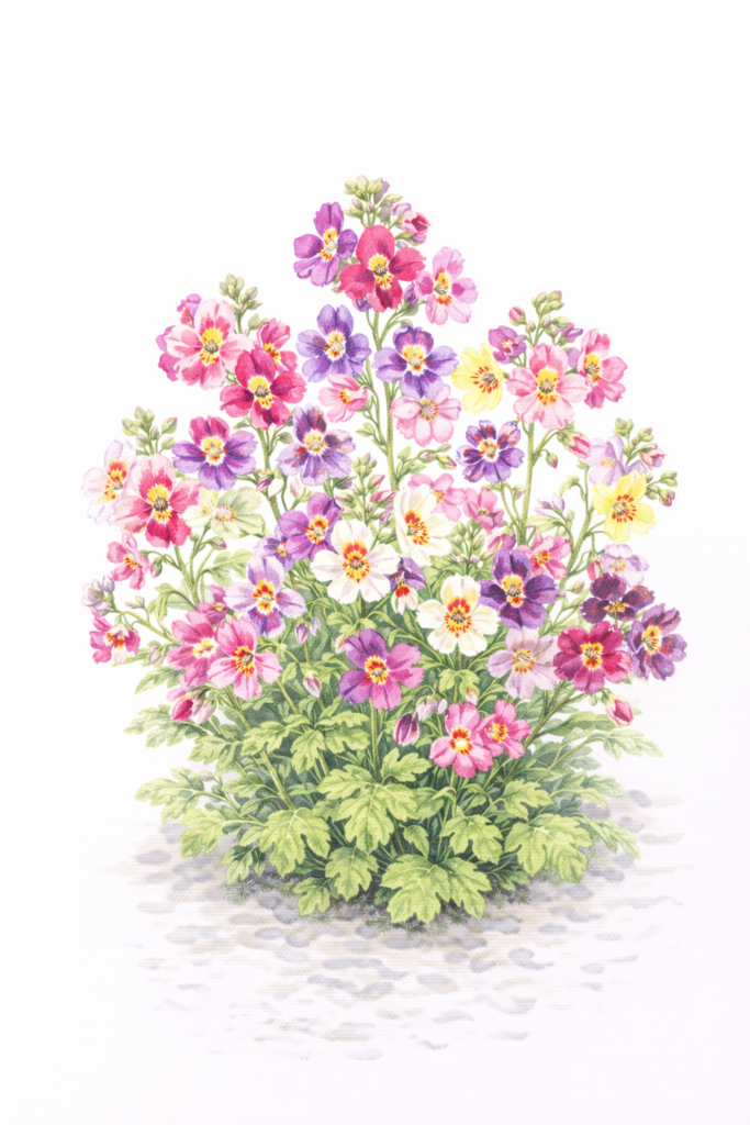 シザンサス（Schizanthus spp.）