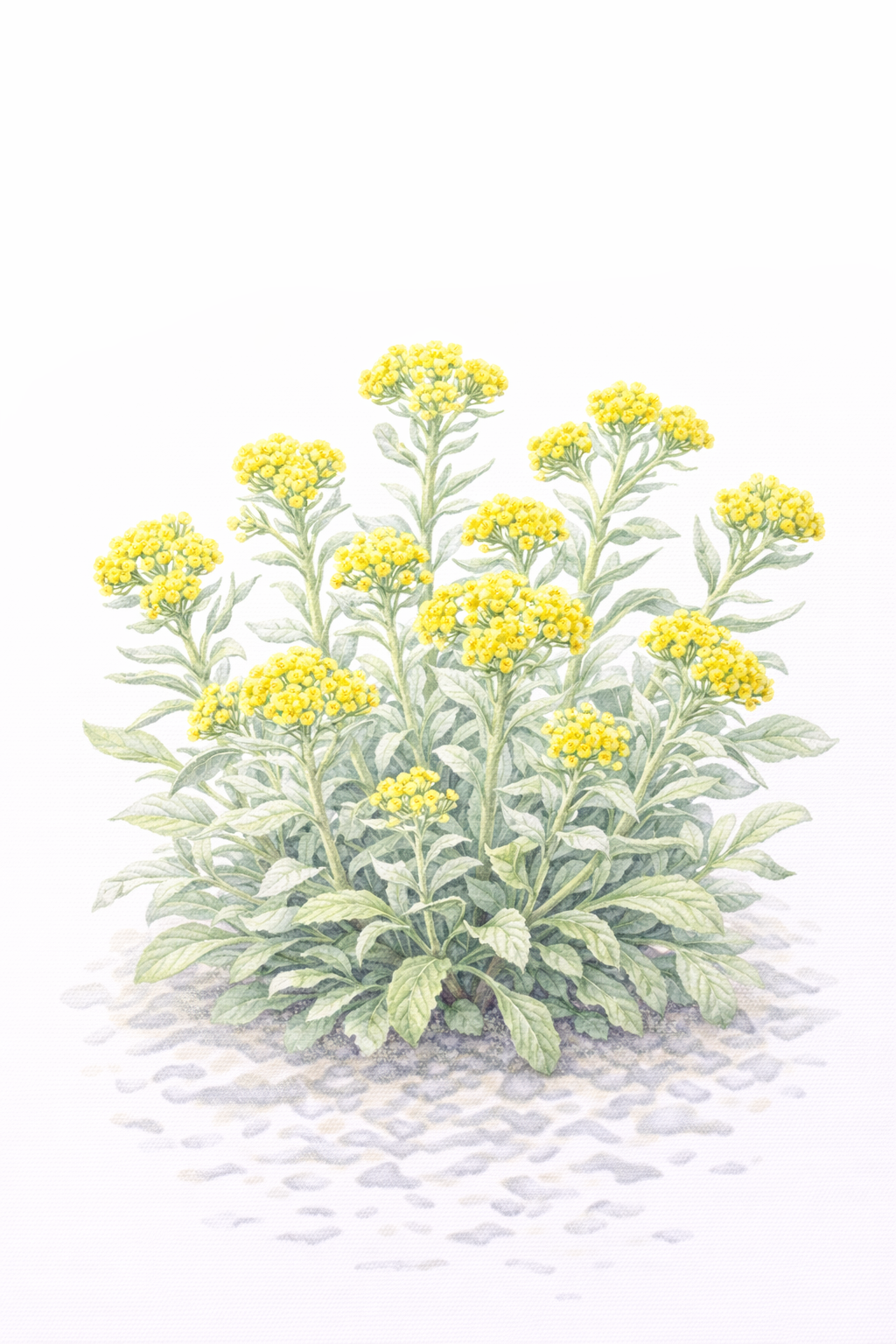 3月8日の花：母子草（ハハコグサ／Pseudognaphalium affine）