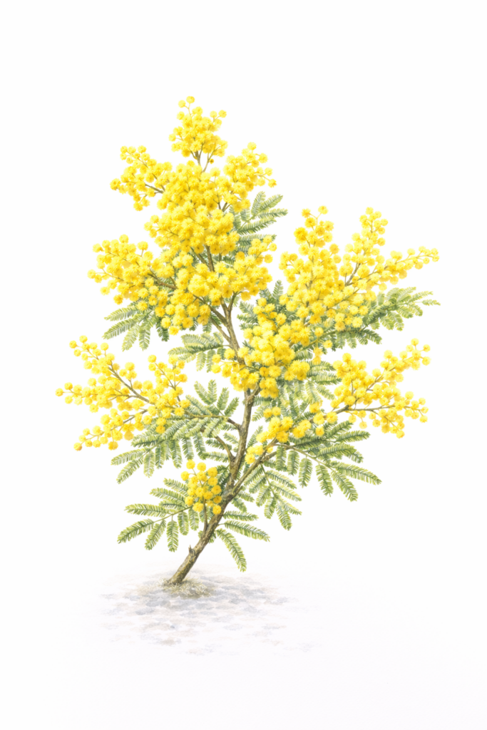 ミモザアカシア（Acacia dealbata）