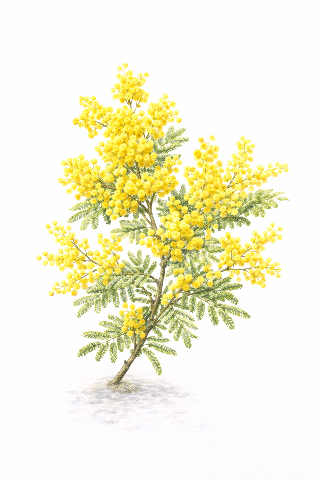 ミモザアカシア（Acacia dealbata）
