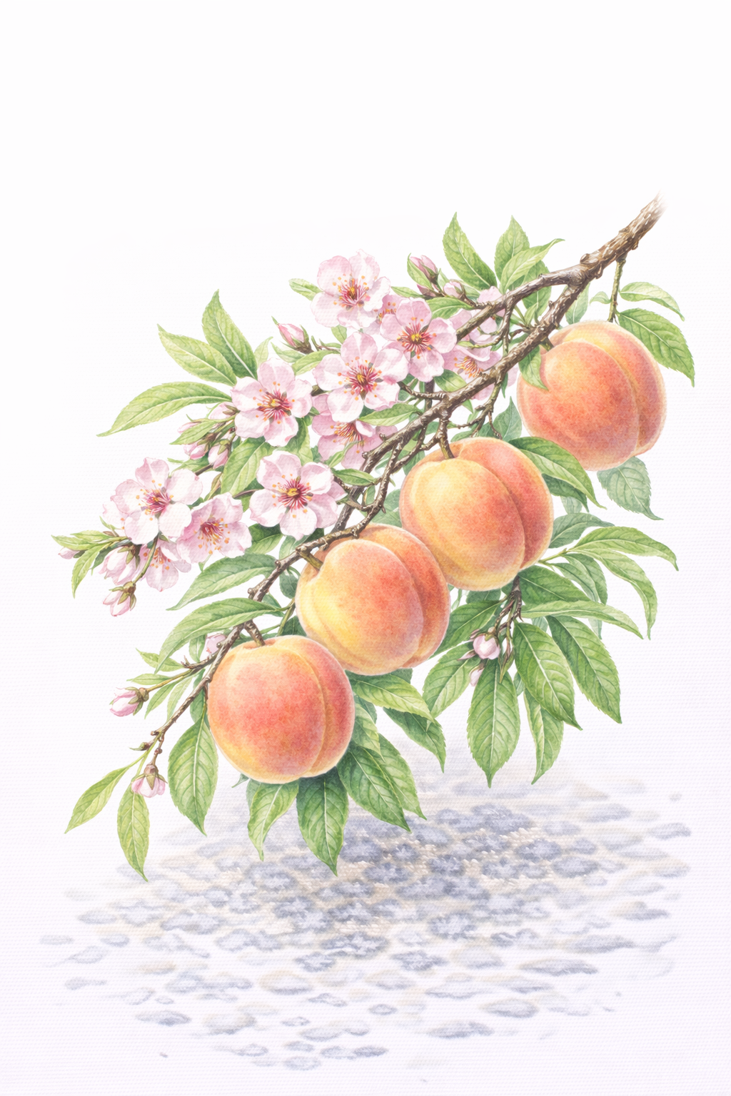 桃(モモ/Prunus persica)