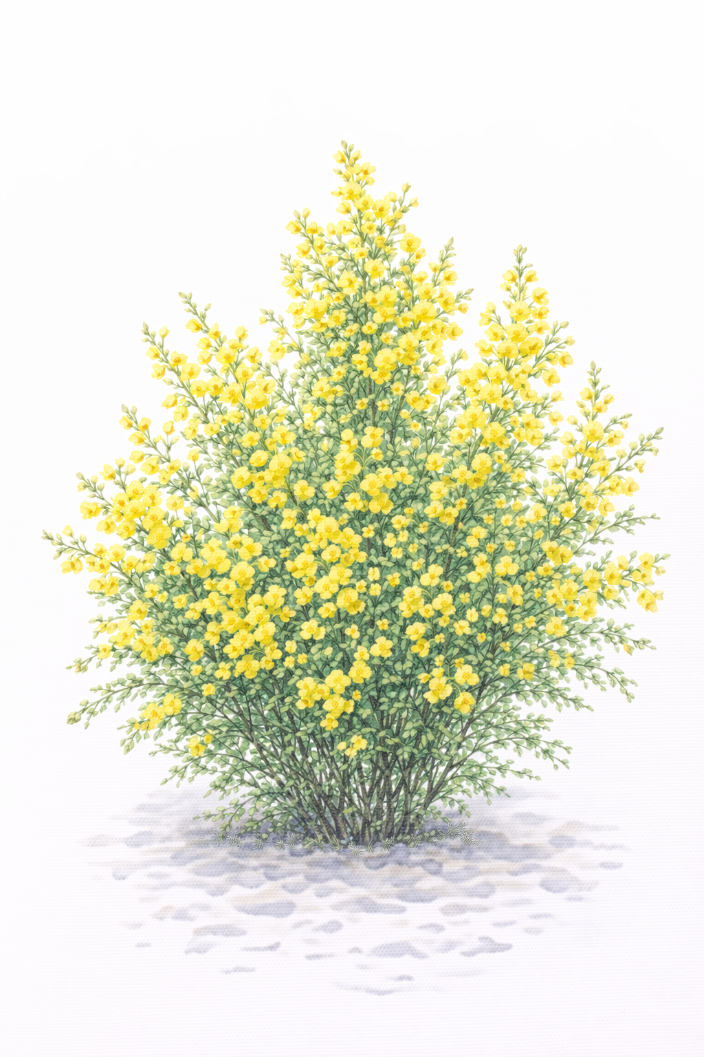 エニシダ（金雀枝／Cytisus scoparius ほか）